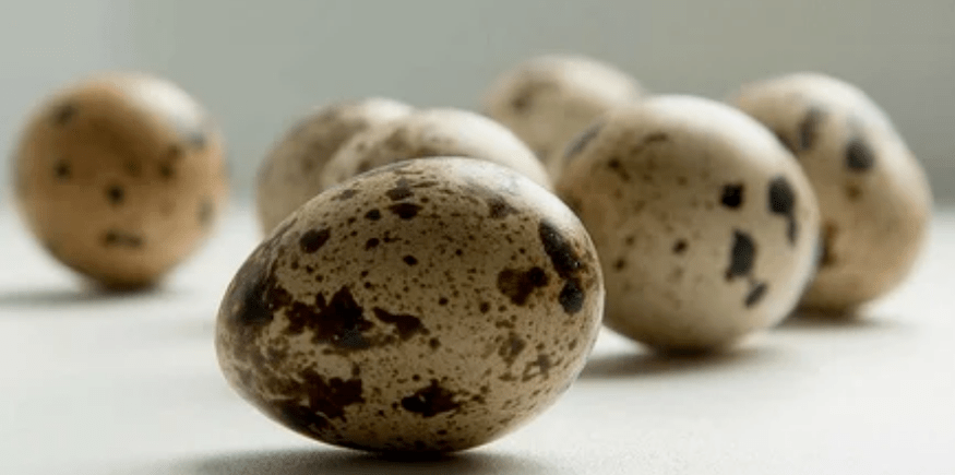 Quaglia eggs for Potenza